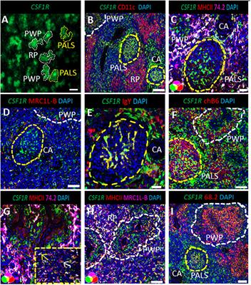 Characterization of Conventional Dendritic Cells and Macrophages in the Spleen Using the CSF1R-Reporter Transgenic Chickens